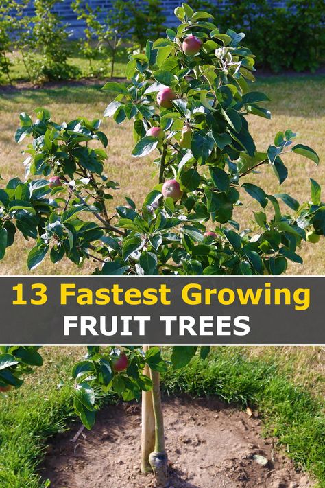 Best Time To Plant Fruit Trees, Easy Fruit Trees To Grow, Best Fruit Trees To Grow In Florida, Fruit Tree Planting Guide, Zone 8 Fruit Trees, Fruit Trees For Privacy, When To Plant Apple Trees, Planting Fruit Trees In Yard, Planting An Orchard