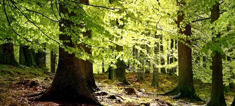 European Beech Tree: A Field Guide. Faster growing than American beech, European beech commands respect in a landscape but is just as happy in the woods Underground Forest, Forest Conservation, Forest Habitat, Improve Soil Quality, Food Forest, Satellite Image, Nature Conservation, Tree Hugger, Photo Tree