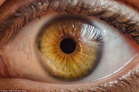 Mogan Andrei's 'Look Into My Eyes' series shows intricate photographs of 300 sets of eyes | Daily Mail Online Hazel Yellow Eyes, Yellow Iris Eye, Yellow Eye Color, Topaz Eyes, Iris Eye, Eyes Images, Yellow Iris, Color Eyes, Orange Eyes