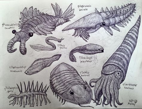 I'm starting a new series showcasing animals from different geologic time periods from Earth's distant past, starting with a bunch of crazy critters from the Cambrian and Ordovician periods. Planet... Precambrian Era Life, Permian Period Animals, Paleozoic Era Animals, Ordovician Animals, Cambrian Period Animals, Cambrian Animals, Cambrian Era, Cambrian Explosion, Ordovician Period