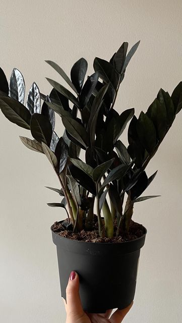 Zz Plant Raven, Black Zz Plant, Black Potted Plants, Raven Plant, Raven Zz Plant, Creepy Plants, Wishlist Plants, Dark Plants, Black Plants