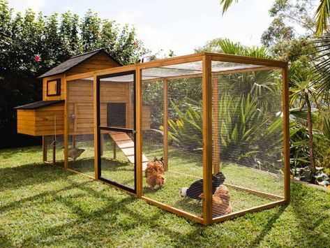 Chicken Coop Ideas, Coop And Run, Walk In Chicken Coop, Chicken Coop Garden, Patio Design Ideas, Chicken Coup, Chicken Coop Run, Coop Ideas, Backyard Chicken Farming