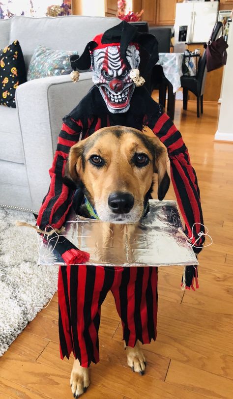 Dinner for Two | Halloween Costume Contest Cousin It Dog Costume Diy, Creative Dog Costumes, Dog Halloween Outfits, Best Dog Halloween Costumes, Dog Costume Ideas, Halloween Dog Costume, Halloween Pets, Funny Couple Costumes, Funny Cat Jokes