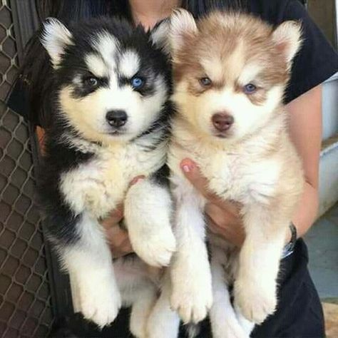 Husky Puppies, Cute Love, Husky, Puppies