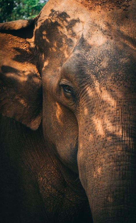 Asian Elephant Photography, Elephant Close Up, Sri Lanka Elephants, Cute Elephant Wallpaper, Sri Lanka Nature, Elephant Aesthetic, Giraffe Photography, Asian Elephants, Sri Lanka Photography