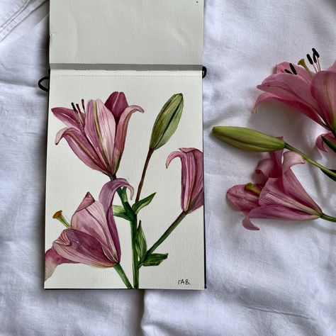 Watercolour Lily, Lily Watercolor Painting, Lilies Watercolor, Watercolor Lily, Lily Watercolor, Pink Lilies, Buddhist Art Drawing, Gcse Art Sketchbook, Drawing Things