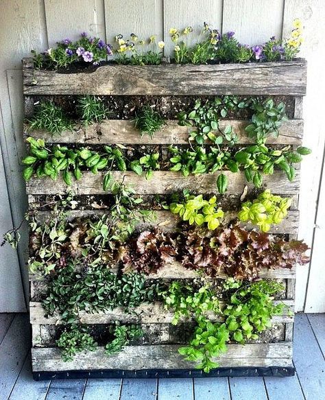 Lobelia Cardinalis, Herb Garden Pallet, Vertical Garden Wall, Vertical Herb Garden, Garden Types, Pallet Garden, Pallets Garden, Have Inspiration, Garden Bed