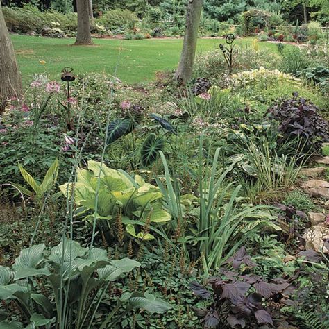 Acorus gramineus Rain Garden Design, Tattoo Plant, Bog Garden, Garden Ideas Cheap, Video Garden, Vintage Garden Decor, Fine Gardening, Backyard Lighting, Dry Creek