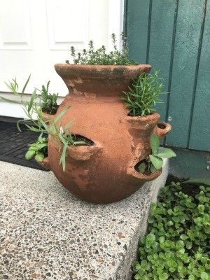 Strawberry Pot for Herbs | ThriftyFun Strawberry Planter Ideas, Terra Cotta Planters, Strawberry Pot, Strawberry Planter, Grow Strawberries, Strawberry Pots, Creative Planter, Strawberry Planters, Growing Veggies