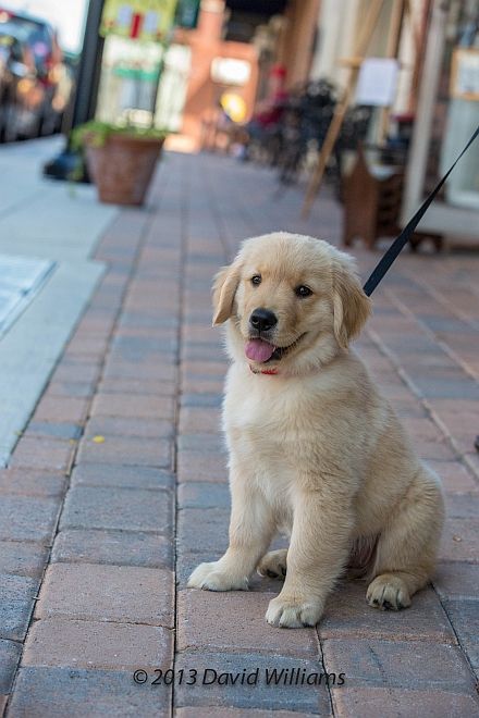 Puppy sitting outside For Old Time Sake Drawing Classes, Wake Forest Nc, Sitting Outside, Puppy Sitting, Animal References, Puppy Play, Wake Forest, Labrador Puppy, Recipes Homemade