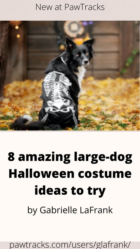 Large Dog Costume Ideas, Black Dog Costume Ideas, Costume For Black Dog, Big Dog Costumes Halloween, Diy Large Dog Costumes, Dog Halloween Costumes Labrador, Baby Dog Costume, Big Dog Costumes, Large Dog Costumes