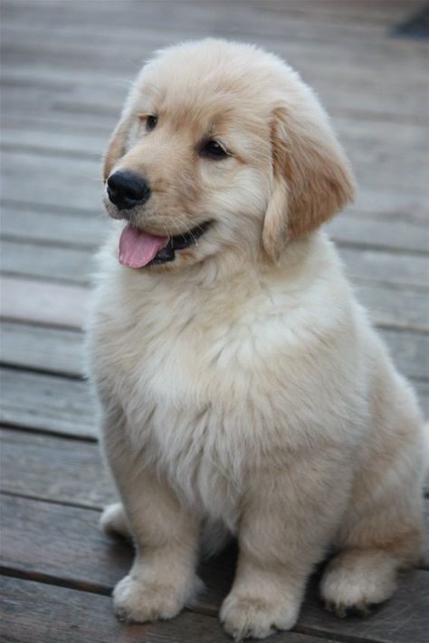 Cute Little Puppies, Pretty Dogs, Funny Dog Pictures, Retriever Puppy, Dogs Golden Retriever, Cute Dogs And Puppies, Golden Retrievers, A Puppy, Dog Behavior