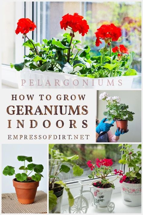 Indoor Geraniums, How To Grow Geraniums, Geraniums Indoors, Shelves On The Wall, Overwintering Geraniums, Growing Geraniums, Geranium Care, Gardening Tricks, Flower Tips