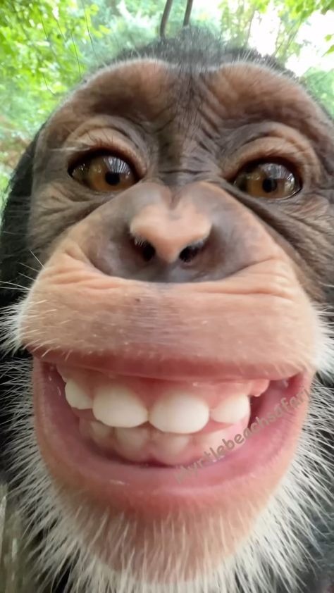 Carmen Applegarth Monkey Smiling, Cute Monkey Pictures, Monkey Stickers, Funny Dp, Monkey Wallpaper, Monkey Pictures, Quick Braided Hairstyles, Pet Monkey, Funny Animal Photos