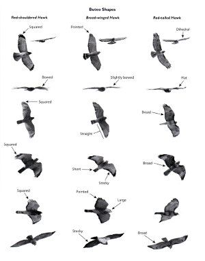 Hawks from Every Angle: How to Identify Raptors In Flight Bird Identification, Bird Silhouette, Nature Posters, Backyard Birds, Birdwatching, Zoology, Birds Of Prey, Animals Of The World, Birds Flying