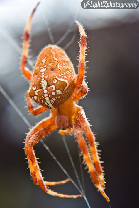 Orange Marbled Orb Weaver. Orb Weaver Tattoo, Spider Reference, Spiny Orb Weaver, Orb Weaver Spider, Orb Weaver, Real Spiders, Orange Spider, Heaven Tattoos, Wolf Spider