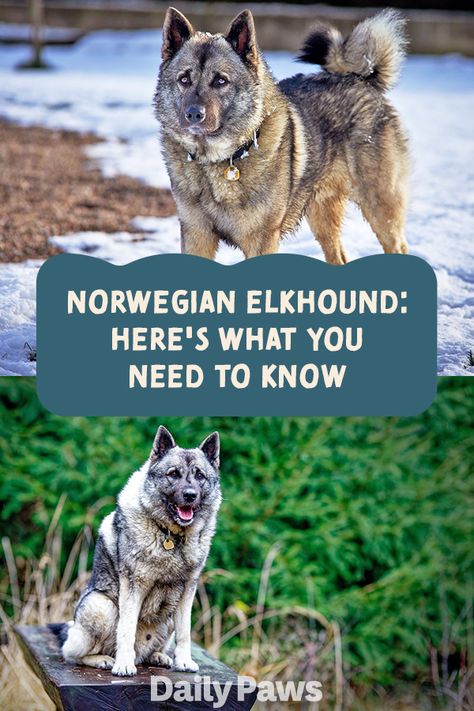 Norwegian Elkhounds, Ancient Dogs, Best Cat Breeds, Kitten Breeds, Ancient Dog Breeds, Norwegian Elkhound, Group Of Dogs, Pet Breeds, Best Dog Breeds