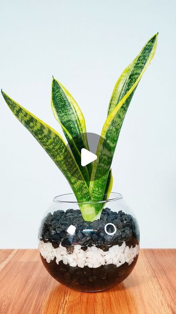 Plants In Water Vase, Snake Plant In Water, Snake Plant Decor, Snake Plant Indoor, Sansevieria Francisii, Sansevieria Ballyi, Sansevieria Golden Hahnii, White Gravel, Sansevieria Starfish