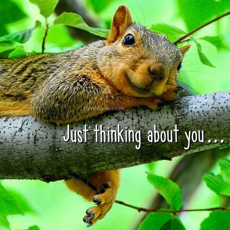 Squirrel Quote, Funny Squirrel Pictures, Happy Squirrel, Squirrel Feeders, Squirrel Pictures, Happy Day Quotes, Squirrel Funny, Squirrel Girl, Good Morning Sunshine Quotes