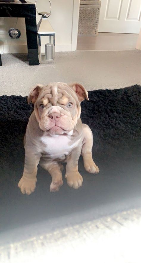 Lilac English Bulldog, Dog Fever, Dream Puppy, Dogs Images, White Bulldog, Cute Bulldog Puppies, Cute Dogs Images, Cute Bulldogs, English Bulldog Puppies