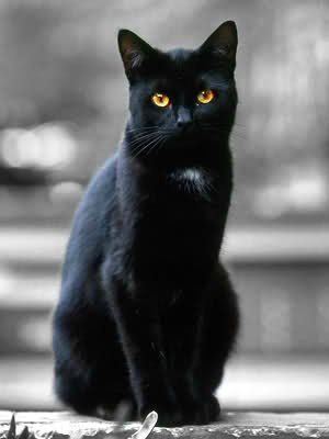 Ravenpaw Black Cat With White Chest, Black Cat With White Spot On Chest, Black Cat Laying Down, Black Cat With Green Eyes, Cat Warrior, Black Cat Sitting, Bad People, White Patches, A Black Cat