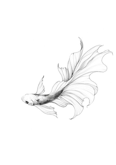 Small Betta Fish Tattoo, Beta Fish Line Art, Fineline Koi Fish Tattoo, Beta Tattoos, Betta Fish Tattoo Design, Beta Fish Tattoo Design, Tattoo Carpe Koi, Fine Line Koi Fish Tattoo, Two Koi Fish Tattoo