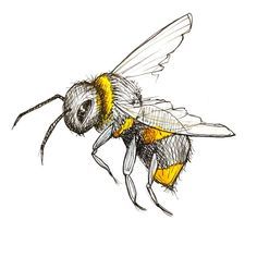 170 idee su DISEGNI nel 2022 | schizzi d'arte, schizzi, disegni Bee Drawing Color, Insect Drawing Simple, Honeybee Drawing, Bee Drawing Simple, Bee Drawing Easy, Bumblebee Drawing, Honey Bee Life Cycle, Bee Sketch, Botanical Tattoos