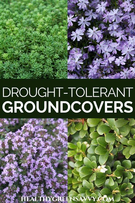 Ground Cover Drought Tolerant, Groundcover Plants, Replace Lawn, Grass Alternative, Water Wise Landscaping, High Country Gardens, Lawn Alternatives, Drought Resistant Plants, Drought Tolerant Garden