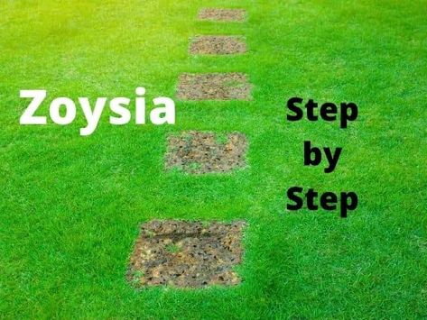 Zoysia Grass Care, Zoysia Lawn, Zoysia Sod, Lawn Renovation, Backyard Plans, Zoysia Grass, Lawn Care Schedule, Growing Grass, Backyard Plan