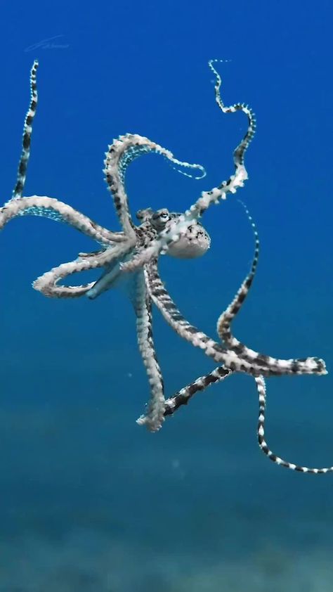 Mimic Octopus, Weird Sea Creatures, Master Of Disguise, Vast Ocean, Marine Creatures, Fauna Marina, Life Under The Sea, The Mimic, Deep Sea Creatures