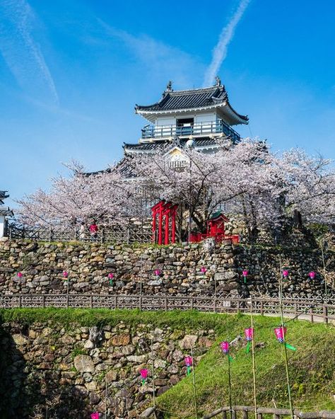 Hamamatsu Japan, Feudal Japan Wallpaper, Saccharum Spontaneum Photography, Kumamoto Castle, Matsumoto Castle Japan, Hamamatsu, Cherry Blossom Trees, Trip To Japan, Japan Travel Guide