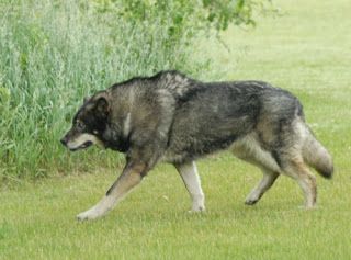 German Shepherd Timber Wolf Puppies | Big German Shepherds: Wolf German Shepherd Hybrid Big German Shepherd, Wolfdog Hybrid, Wolf Dogs, Wolf Hybrid, Dangerous Dogs, Hybrid Dogs, Beautiful Wolves, Rare Animals, Alaskan Malamute