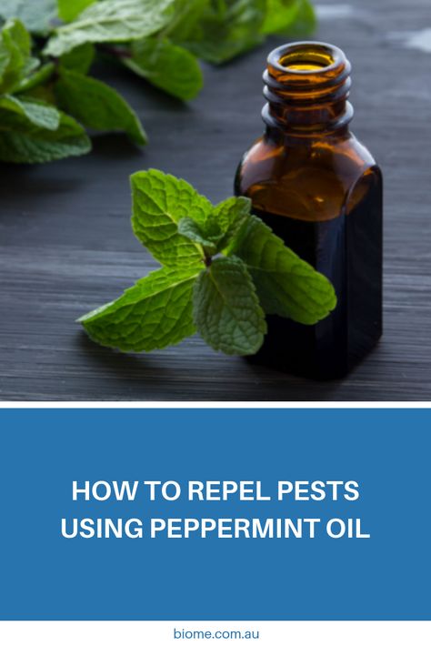 Diy Flies Repellent, Pepermint Oil, Outdoor Bug Repellent, Peppermint Essential Oil Uses, Peppermint Oil Uses, Natural Bug Repellent, Holistic Health Remedies, Essential Oil Plants, Fly Repellant