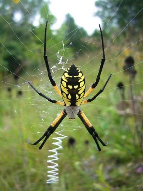 Yellow Spider, Spiders And Snakes, Garden Spider, Big Spiders, Insects Theme, Fall Garden, Black Spider, Backyard Inspo, Arachnids