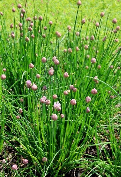 Harvesting And Storing Chives ? When And How To Harvest Chives Plants That Repel Spiders, Chive Seeds, Chives Plant, Chive Blossom, Growing Garlic, Garlic Chives, Culinary Herbs, Herb Pots, Hydroponic Gardening