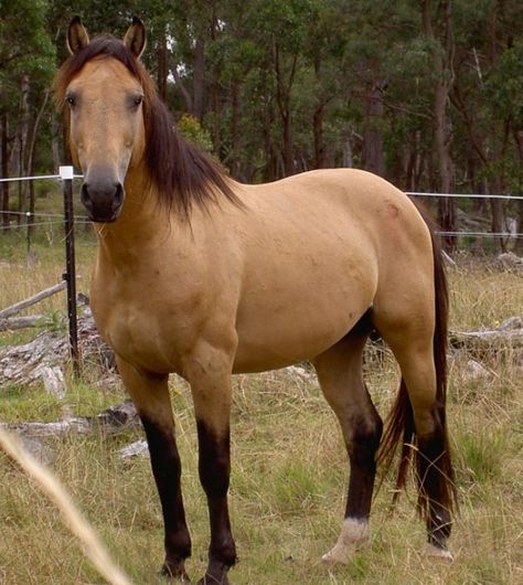 Australian Brumby sooooo pretty Brumby Horse, Buckskin Horses, Stallion Horse, Strongest Animal, Horse Coats, Types Of Horses, Wild Mustangs, All About Horses, Most Beautiful Animals