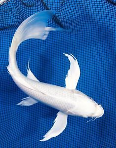 8" Butterfly Platinum Ogon Live Koi Fish Pond Garden BKD on PopScreen Avatar Fish, Aesthetic Fishing, Pond With Koi Fish, Platinum Butterfly Koi Fish, Koi Fish Pond Aesthetic, Koi Fish Colors, Karp Koi, Fish Aesthetic, Koi Fish Real