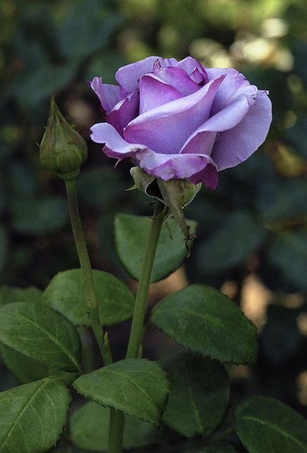 Hybrid Tea rose Neptune  @ Cap001 - Dan Hybrid Tea Roses Garden, Hybrid Tea Rose, Coming Up Roses, Hybrid Tea Roses, Lavender Roses, Tea Rose, Purple Rose, Tea Roses, Love Rose