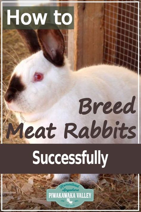 Rabbit Business, Meat Rabbits Breeds, Breeding Rabbits, Rabbit Farming, Raising Rabbits For Meat, Rabbit Stuff, Rabbit Hide, Homesteading Animals, Female Rabbit