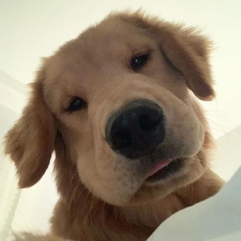 *opens camera on selfie mode* #icanteven (Via @hudsonbegood) Dog Looking Down At Camera, Looking Down At Camera, Dog Looking At Camera, Dog Pfps, Funny Looking Dogs, Animal Selfies, Chien Golden Retriever, Golden Retriever Funny, Dog Selfie