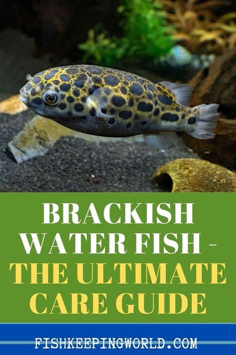 For a distinct aquarium, instead of freshwater or saltwater another option is a brackish water water tank. Fish Keeping World has a complete guide that instructs you on how to create a brackish water environment and the different fish that thrive best in this type of water. If you are not certain about the distinctions, we spell out for you the difference between saltwater and brackish water and which fish they best support. Download the report… #brackishwaterfish #brackishwater #fishguide Water Environment, Mosquito Larvae, Fish Keeping, Marine Tank, Different Fish, Salt Water Fish, Saltwater Tank, Puffer Fish, Marine Environment