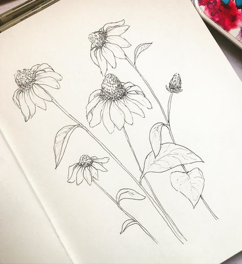 Diana del Castillo on Instagram: “Cone Flowers ✨ feel free to replicate, add color and tag me on your work 🌸🌸🌸 #flowers  #sketching #sketchbookclubtijuana #floralsyourway…” Cone Flowers Drawing, Coneflower Drawing Simple, How To Draw Cone Flowers, Cone Flower Illustration, Botanical Flower Drawing, Coneflower Sketch, Cone Flower Tattoo, Sigil Creation, Coneflower Drawing