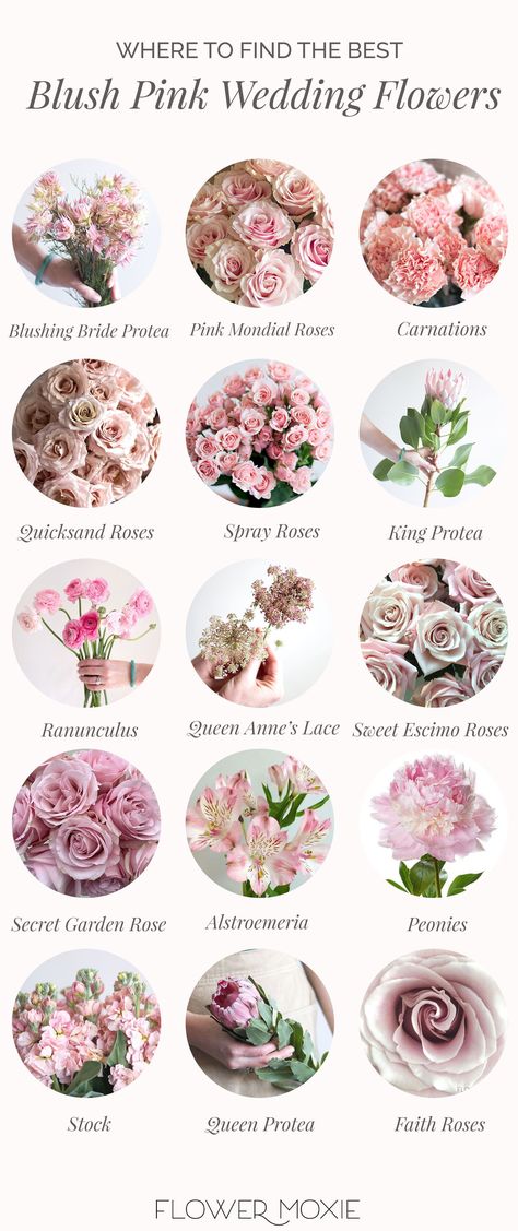 Types Of Blush, Wedding Flower Types, Blush Pink Wedding Flowers, Flower Moxie, Blush Peony, Blush Pink Flowers, Fresh Wedding Flowers, Flower Types, Wedding Lookbook