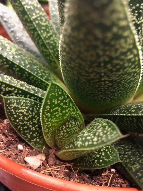 Gasteria Succulents, Cool Succulents, Parts Of A Plant, Dry Leaf, Unique Plants, Mother Plant, Plant Mom, Cactus And Succulents, Plant Lady