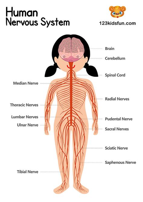 Human Body Systems for Kids Free Printables - Homeschooling | 123 Kids Fun Apps Body Systems For Kids, Human Body Nervous System, Human Body Vocabulary, Human Body Printables, Human Body Unit Study, Human Body Worksheets, Human Nervous System, Learn Biology, Body Preschool