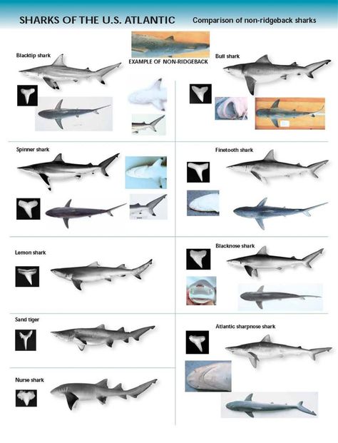 shark indenifaion | Shark Identification Chart - U.S. Atlantic Shark Teeth Identification, Fish Chart, Shark Species, Types Of Sharks, Shark Facts, Shark Pictures, Shark Bait, Shark Fishing, Underwater Creatures