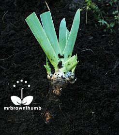 How To Plant Iris Rhizomes, When To Transplant Iris, Iris Bulbs, Gladiolus Bulbs, Iris Rhizomes, Hillside Garden, Garden Works, Plant Pests, Iris Garden