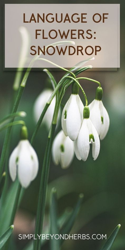 language of flowers, snowdrop, symbolism of snowdrop Spring Flowering Bulbs, Flower Meanings, Herbs For Health, Spring Sign, Diy Health, Skin Care Recipes, Spring Blooms, Diy Skin, Medicinal Herbs