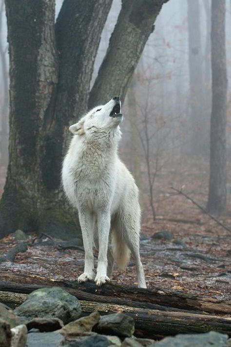 The Howling, photo Michael Barry. Regard Animal, Wolf Images, Wolf Photography, Arctic Wolf, Wolf Photos, The Howling, Wolf Spirit Animal, Wolf Love, Wild Wolf