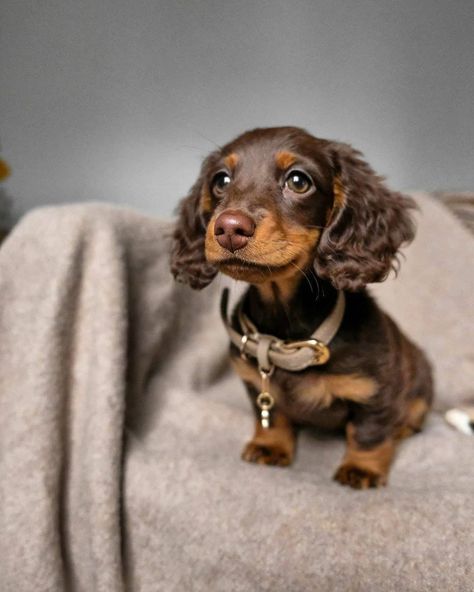 Dapple Dachshund Long Haired, Daschund Puppies, Dapple Dachshund Puppy, Dachshund Puppies For Sale, Dachshund Puppy Miniature, Miniature Dachshunds, Dapple Dachshund, Cute Animals Puppies, Very Cute Dogs